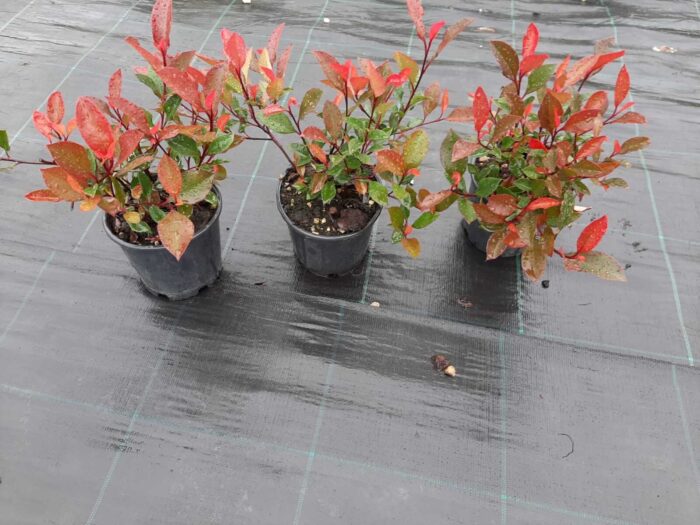 Bodur Alev Ağacı (Photinia) 15-20 cm boy - Görsel 3