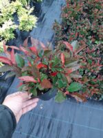 Bodur Alev Ağacı (Photinia) 15-20 cm boy - Görsel 2