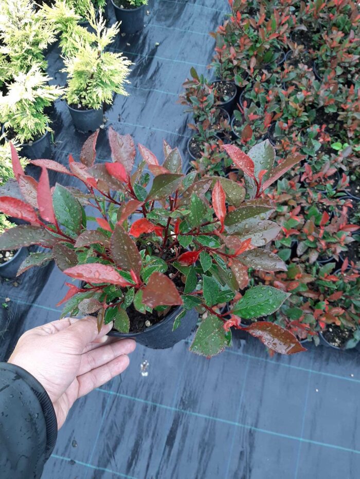Bodur Alev Ağacı (Photinia) 15-20 cm boy - Görsel 2