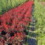 Bodur Alev 40-50cm çap Dolgun formlu 15 Litre