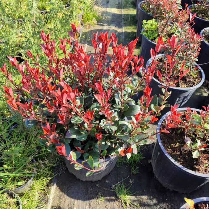 Bodur Alev 40-50cm çap Dolgun formlu 15 Litre - Görsel 2