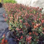 Bodur Alev 20-30 cm boy 1.5 litrelik saksı