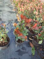 Bodur Alev 20-30 cm boy 1.5 litrelik saksı - Görsel 4