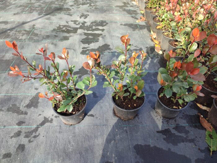 Bodur Alev 20-30 cm boy 1.5 litrelik saksı - Görsel 3