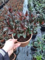 Bodur Alev 40-50cm çap Dolgun formlu 15 Litre - Görsel 4