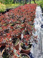 Bodur Alev 40-50cm çap Dolgun formlu 15 Litre - Görsel 3