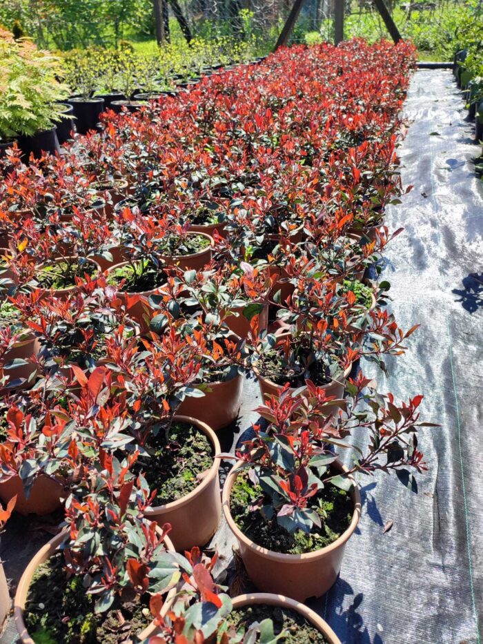 Bodur Alev 40-50cm çap Dolgun formlu 15 Litre - Görsel 3