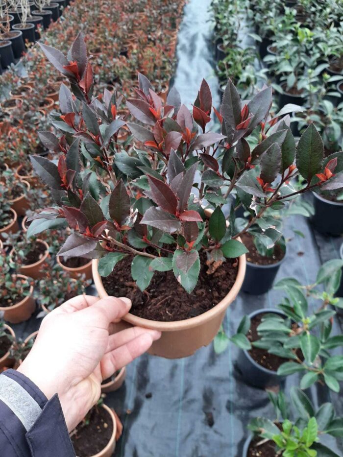 Bodur Alev 40-50cm çap Dolgun formlu 15 Litre - Görsel 4