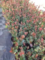 Bodur Alev 20-30 cm boy 1.5 litrelik saksı - Görsel 2