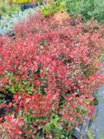 Bodur Alev 30-40cm boy - Görsel 3