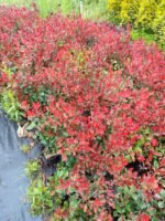 Bodur Alev 30-40cm boy - Görsel 2