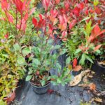 Bodur Alev 30-40cm boy