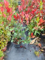 Bodur Alev 30-40cm boy