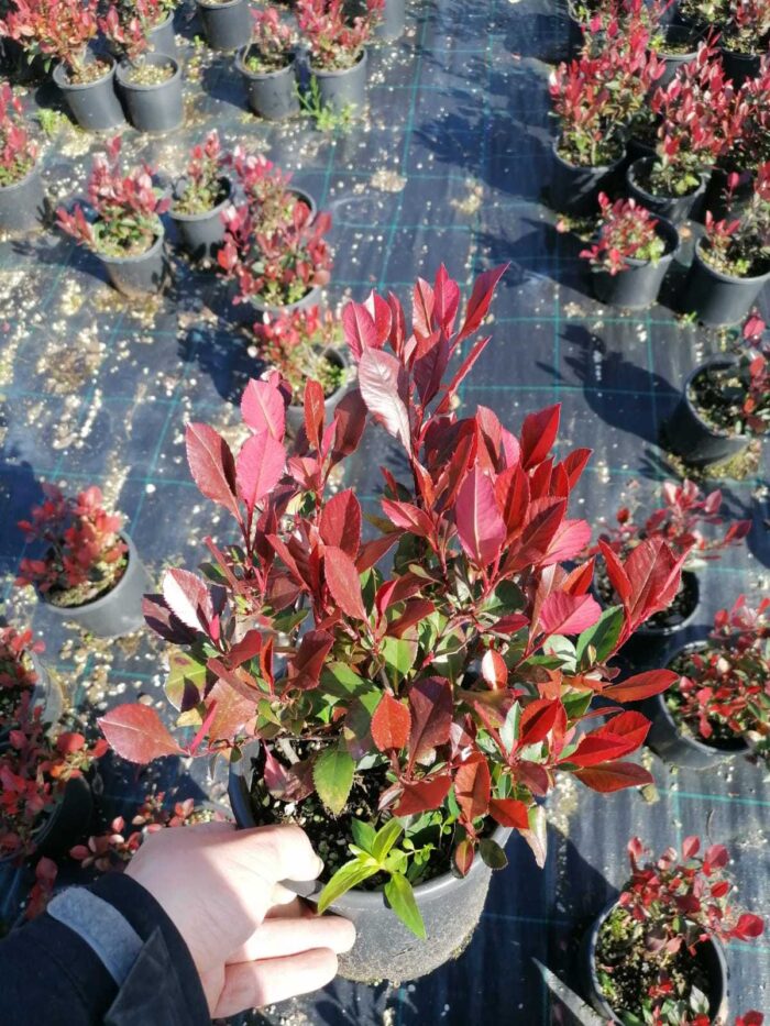 Bodur Alev Ağacı (Photinia) 15-20 cm boy - Görsel 4