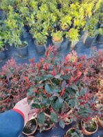 Bodur Alev 40-50cm çap Dolgun formlu 15 Litre - Görsel 5