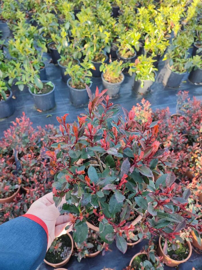 Bodur Alev 40-50cm çap Dolgun formlu 15 Litre - Görsel 5