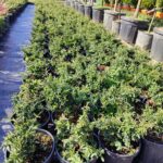 Bodur Ateş Dikeni 20-30cm 3 clt