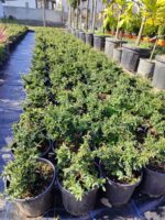 Bodur Ateş Dikeni 20-30cm 3 clt