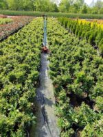 Pyracantha Coccinea Nana (Bodur Ateş Dikeni) 20-30cm 3 litre - Görsel 2