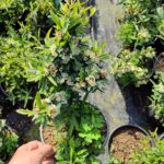 Pyracantha Coccinea Nana (Bodur Ateş Dikeni) 20-30cm 3 litre