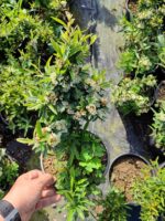 Pyracantha Coccinea Nana (Bodur Ateş Dikeni) 20-30cm 3 litre