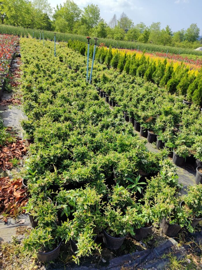 Pyracantha Coccinea Nana (Bodur Ateş Dikeni) 20-30cm 3 litre - Görsel 3