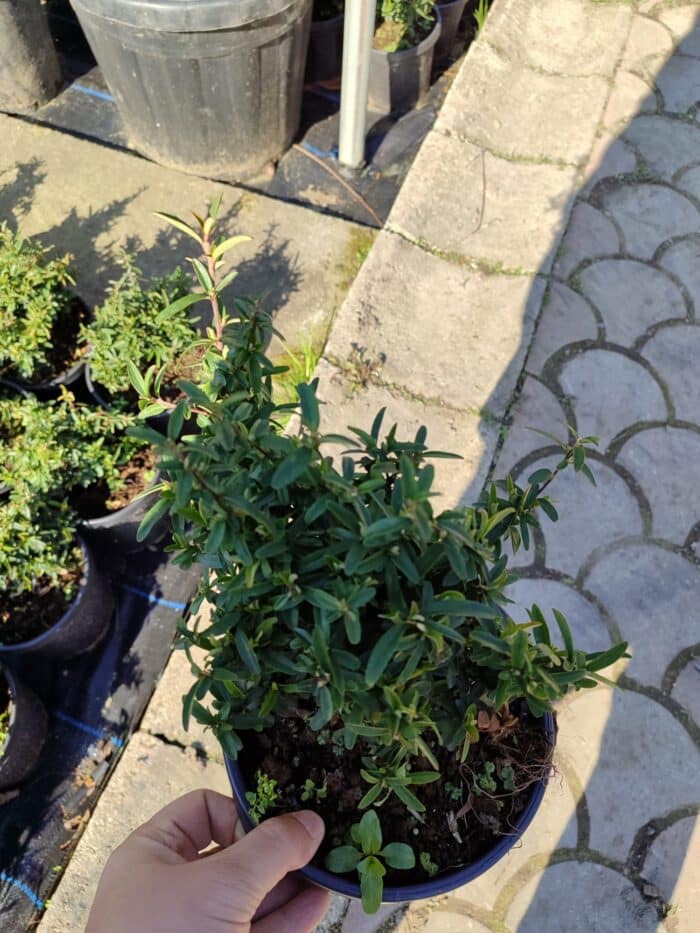 Bodur Ateş Dikeni 20-30cm 3 clt - Görsel 2