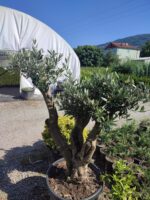 Zeytin 15-20 senelik Bodur Bonsai - Görsel 3