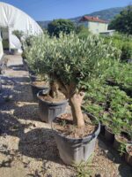 Zeytin 15-20 senelik Bodur Bonsai - Görsel 2