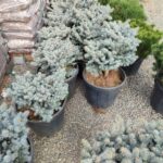 Bodur Mavi Ladin 40-60cm çap 45 Litre - Görsel 2