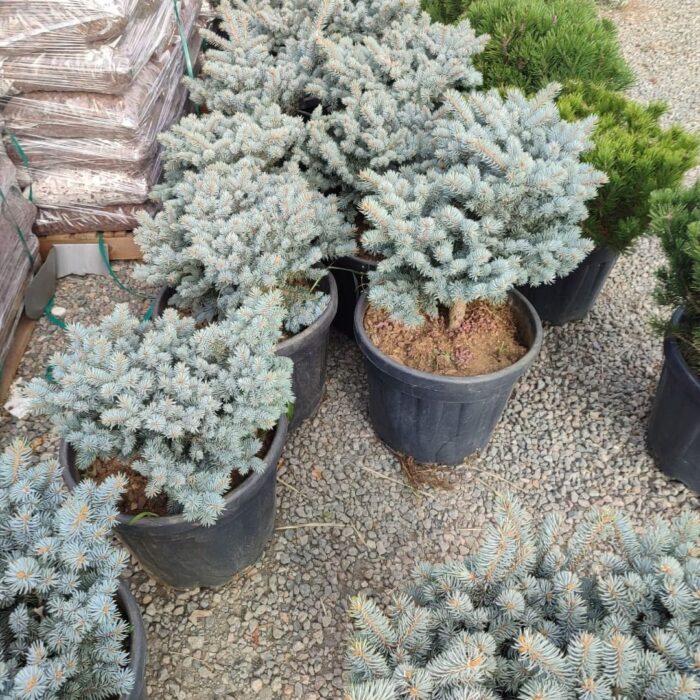 Bodur Mavi Ladin 40-60cm çap 45 Litre - Görsel 2