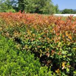 Boylu Alev 100cm üzeri Çok dallı 10 Litre