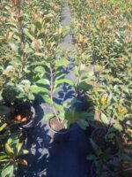 Boylu Alev Çit bitkisi 40-60cm boy - Görsel 7