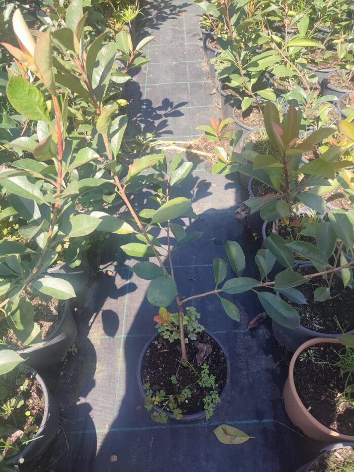 Boylu Alev Çit bitkisi 40-60cm boy - Görsel 8