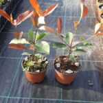 Boylu Alev 20-30 cm 1 litrelik saksılarda çok dallı