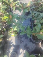 Boylu Alev Çit bitkisi 40-60cm boy - Görsel 9