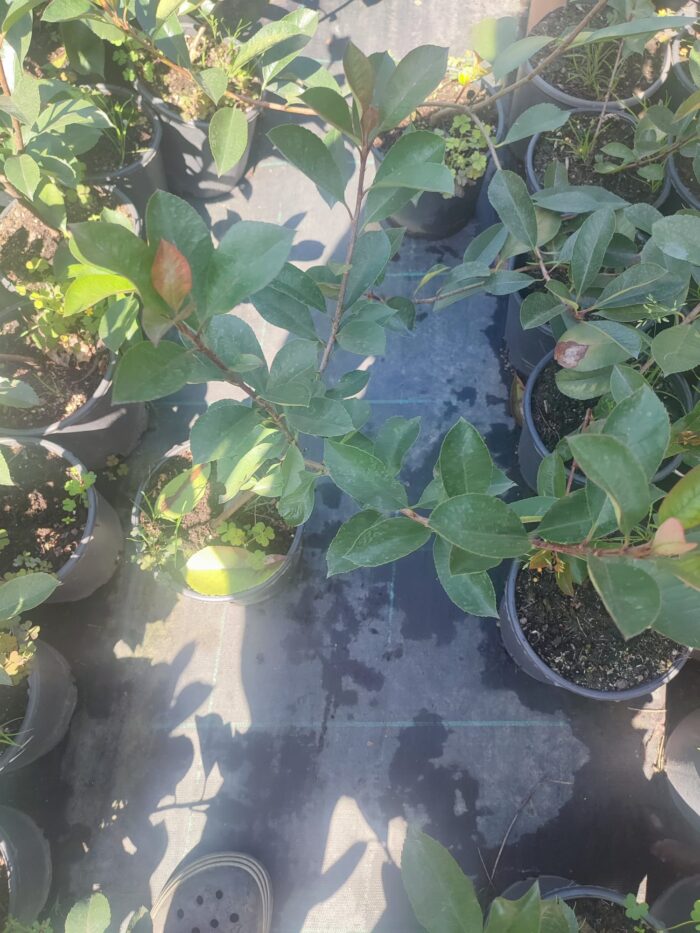 Boylu Alev Çit bitkisi 40-60cm boy - Görsel 9