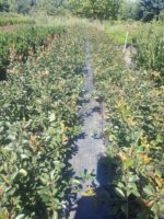 Boylu Alev Çit bitkisi 40-60cm boy - Görsel 10