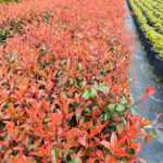 Boylu Alev 60-80 cm, Boylu çit bitkisi