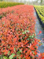 Boylu Alev 60-80 cm, Boylu çit bitkisi