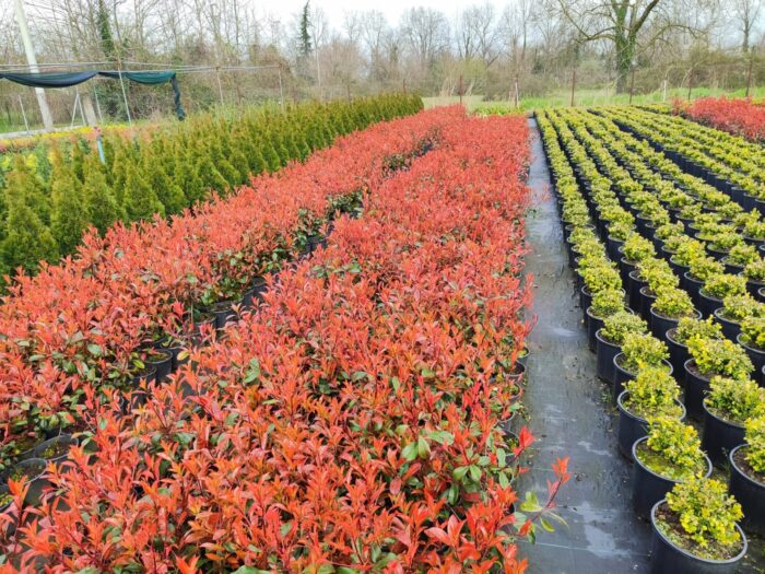 Boylu Alev 60-80 cm, Boylu çit bitkisi - Görsel 6