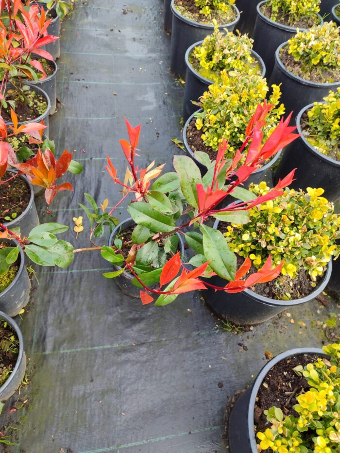 Boylu Alev 60-80 cm, Boylu çit bitkisi - Görsel 5