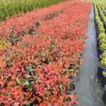 Boylu Alev Çit bitkisi 40-60cm boy