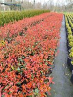 Boylu Alev 60-80 cm, Boylu çit bitkisi - Görsel 4