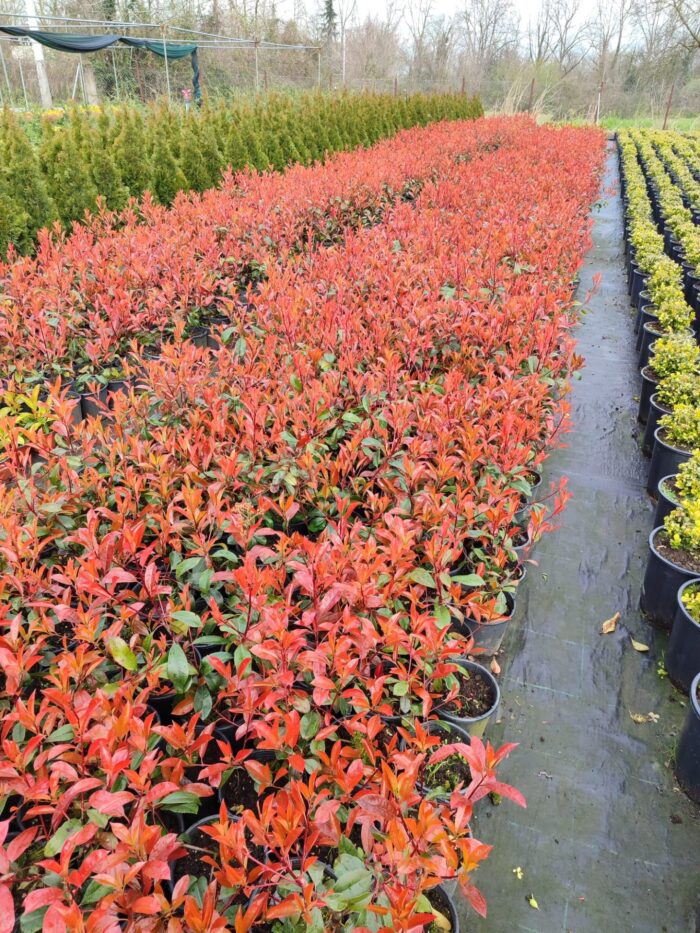 Boylu Alev 60-80 cm, Boylu çit bitkisi - Görsel 4