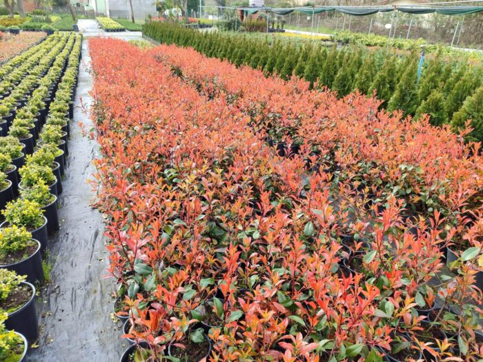 Boylu Alev 60-80 cm, Boylu çit bitkisi - Görsel 7