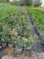 Boylu Alev Çit bitkisi 40-60cm boy - Görsel 6