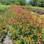 Boylu Alev 100cm üzeri Çok dallı 5 Litre