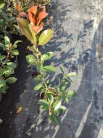 Boylu Alev 60-80 cm, Boylu çit bitkisi - Görsel 3