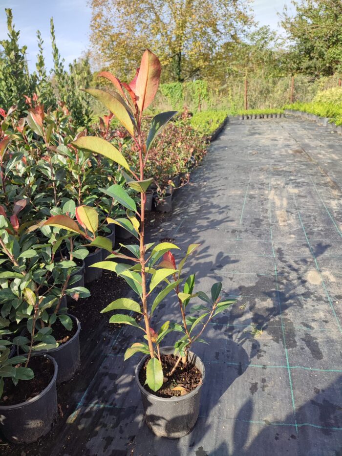 Boylu Alev 60-80 cm, Boylu çit bitkisi - Görsel 2